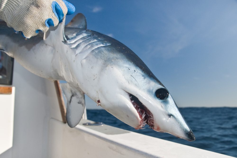 shark fishing regulations
