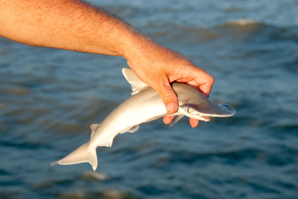 shark fishing regulations
