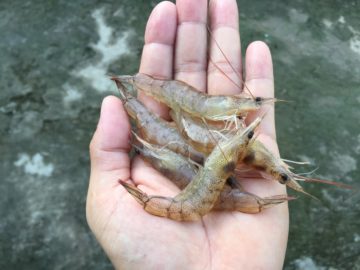 How To Hook Shrimp Like A Fishing Pro (VIDEO)
