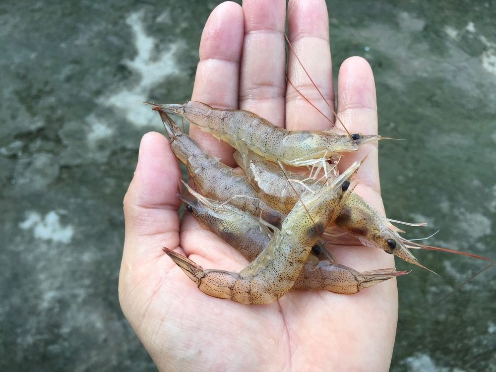 live shrimp in hand