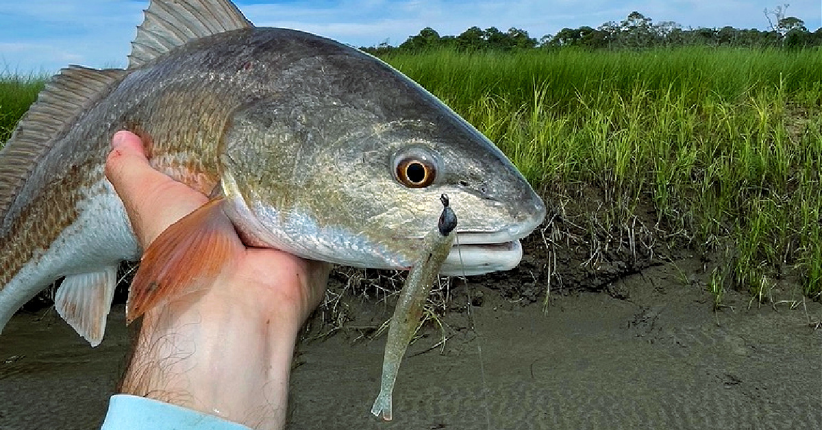 http://how%20to%20sight%20cast%20for%20redfish