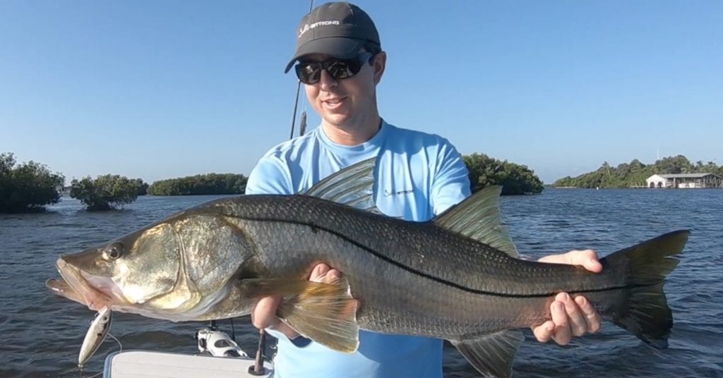 snook on topwater