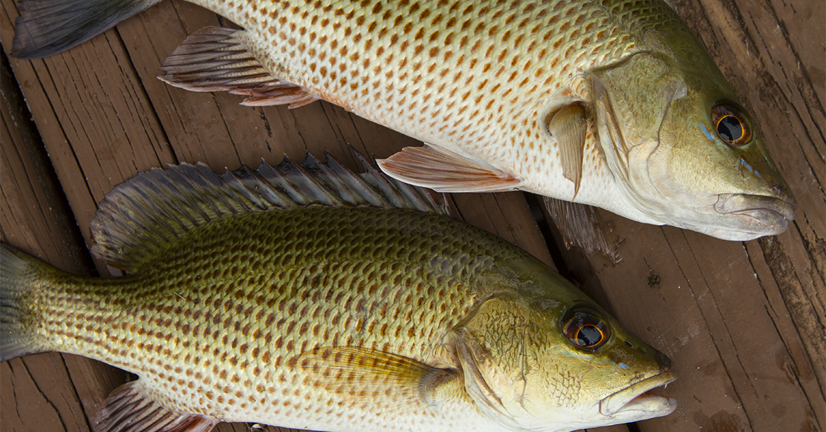 Mangrove Snapper - The Fish Everyone Loves to Catch