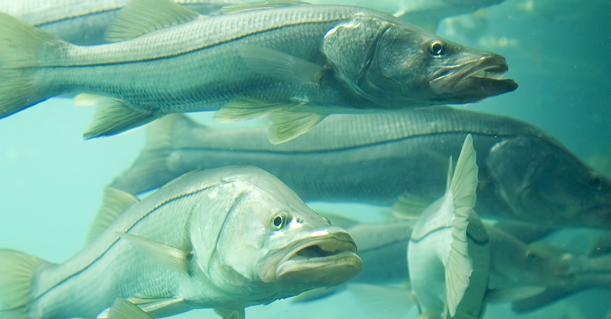 Did Scientists Find The Key To Restoring The Snook Population?