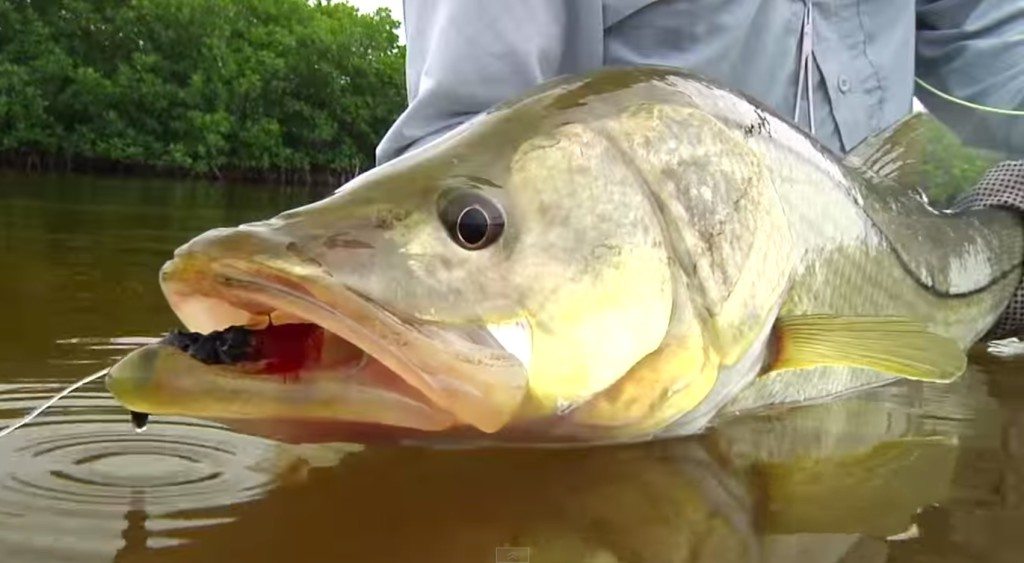 5 Shortcuts For Catching Snook In Florida Like A Pro.