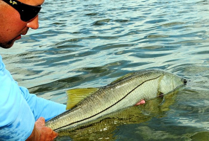 how to release a snook