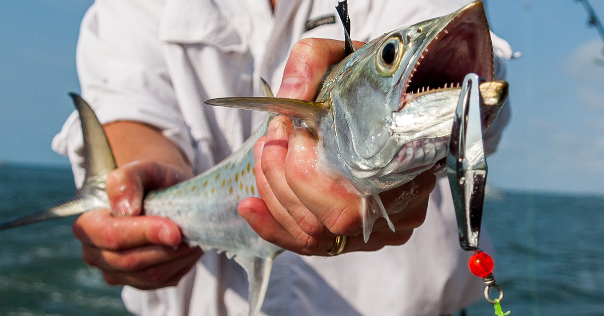 how to catch spanish and king mackerel