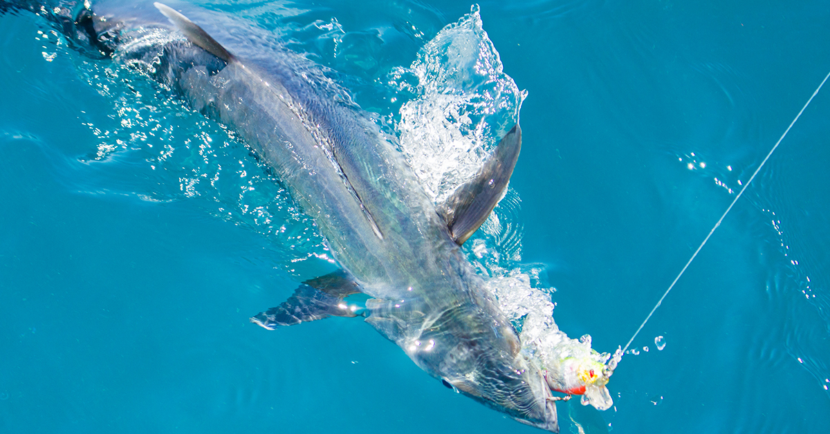 ultimate spanish mackerel rig