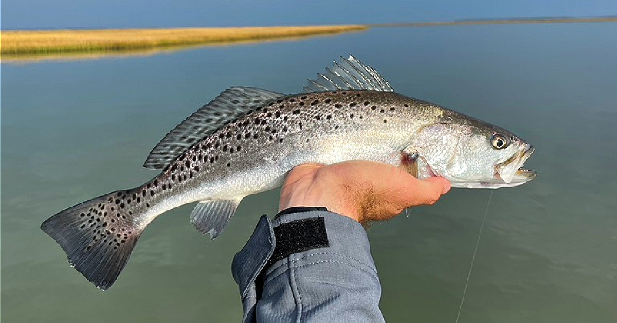Saltwater Wade Fishing Tips For Catching Speckled Trout