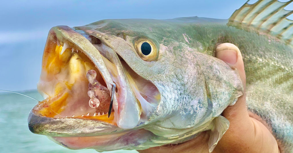 watch these speckled trout INHALE this new shrimp lure