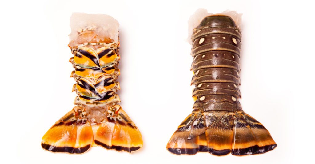 How To Catch Lobster In The Florida Keys Without Scuba Tanks [Video]