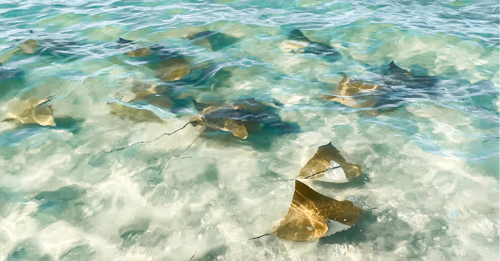 Inner Circle Q&A: How To Protect Yourself From Stingrays When