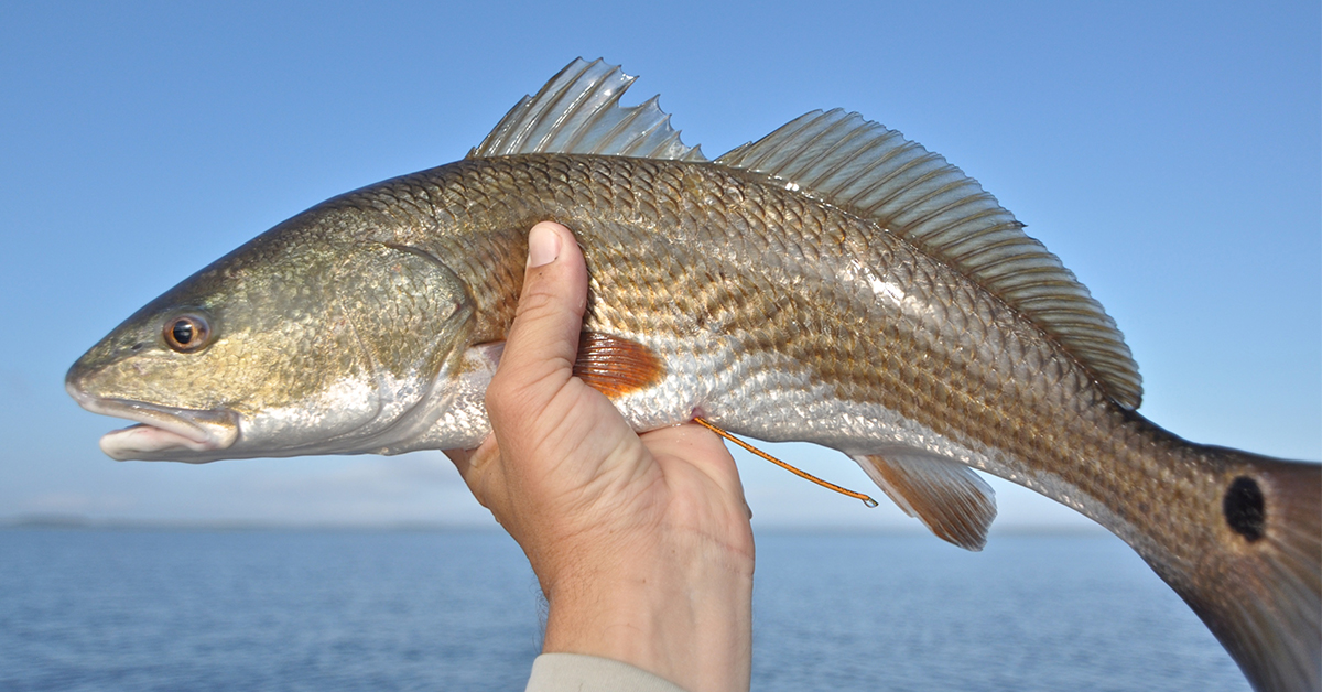 http://tagged%20redfish