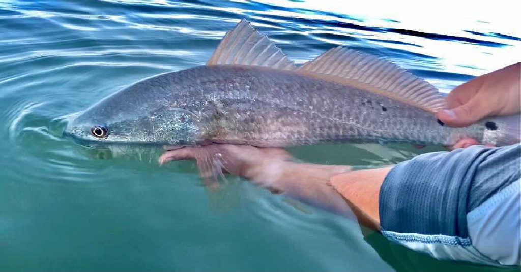 tailing redfish lure