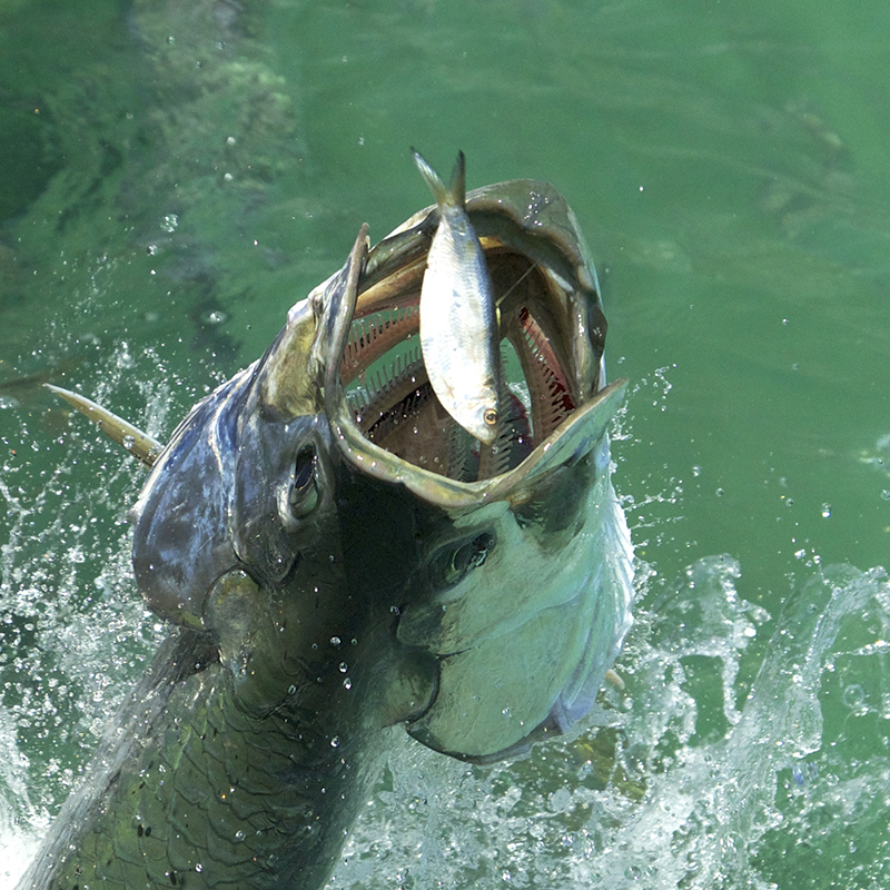 best bait for tarpon