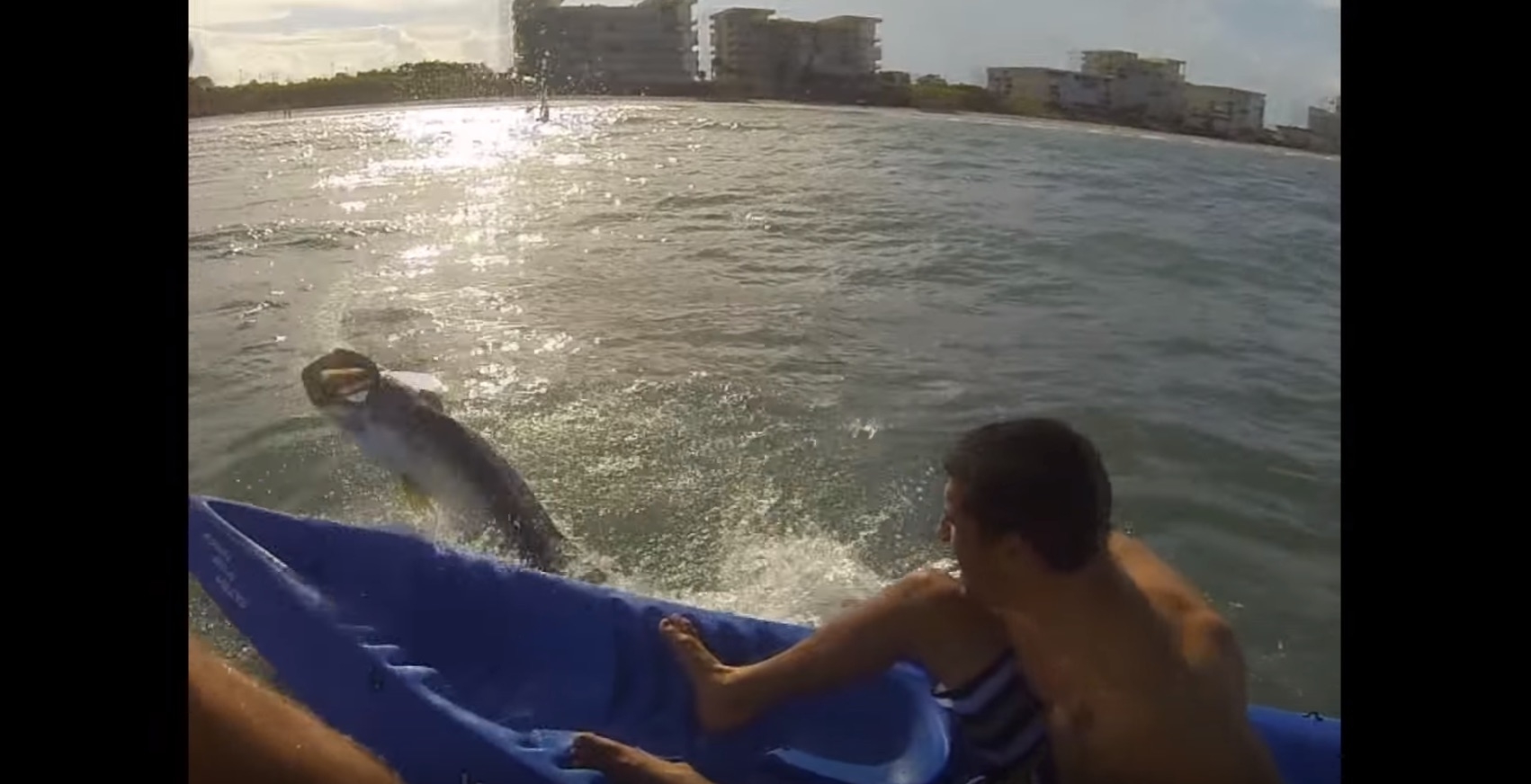 salty roots tarpon insanity