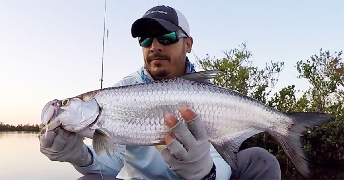 The Best Lure To Catch Backcountry Juvenile Tarpon