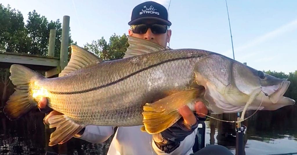 snook on shimano stradic fl