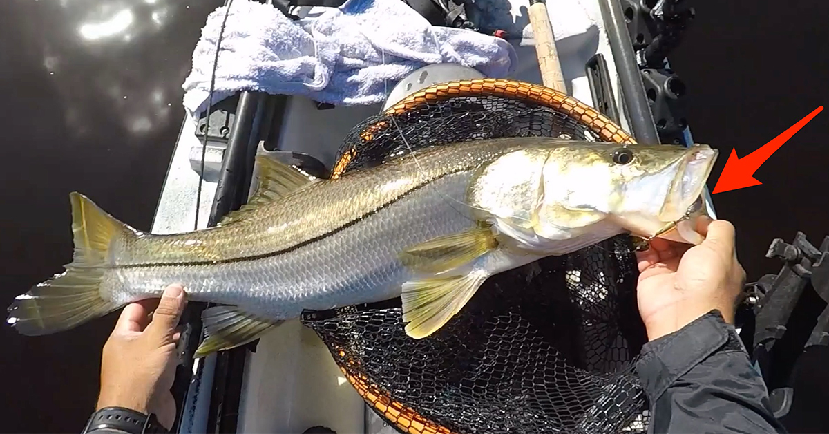 http://catching%20snook%20with%20spinner%20bait