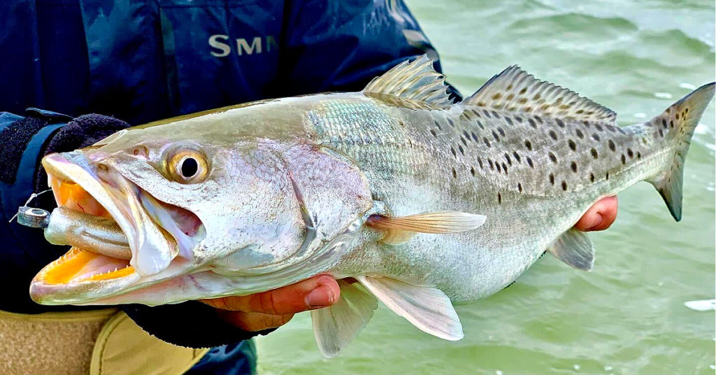 top 3 spring lures for speckled trout