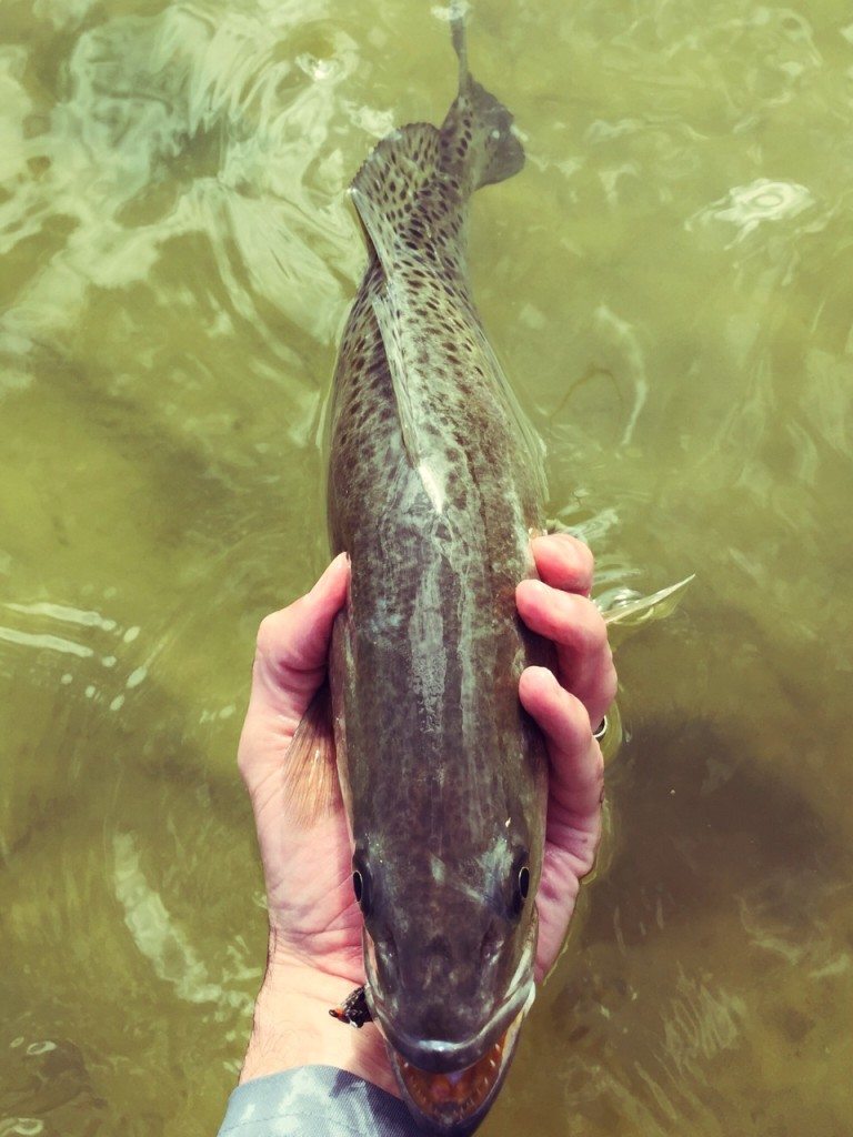 trout catch2