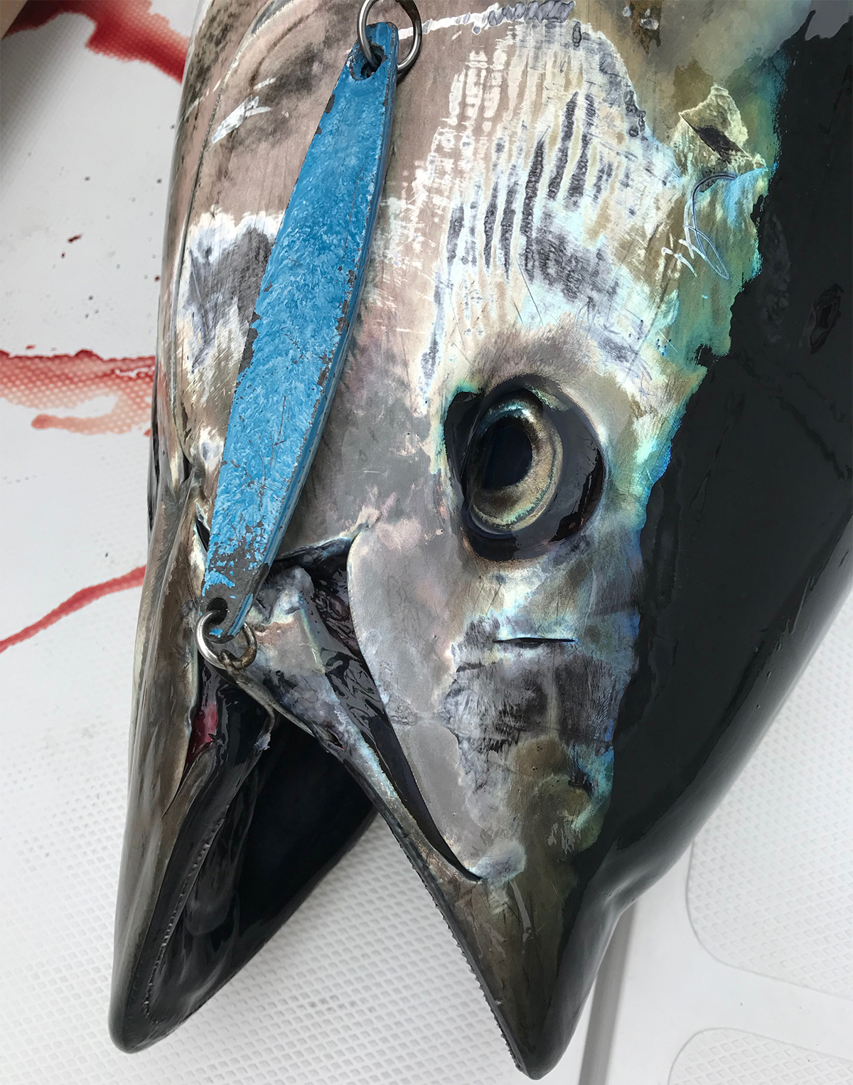 pacific ocean tuna lure