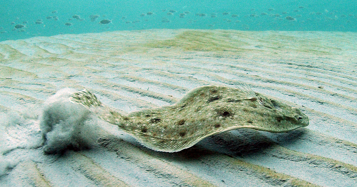 http://flounder%20recipes