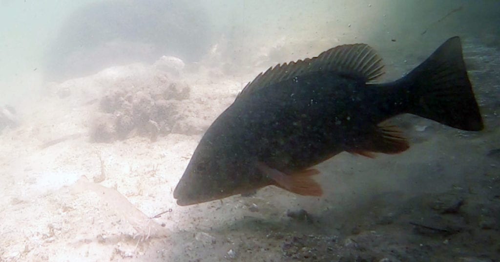 underwater snapper footage