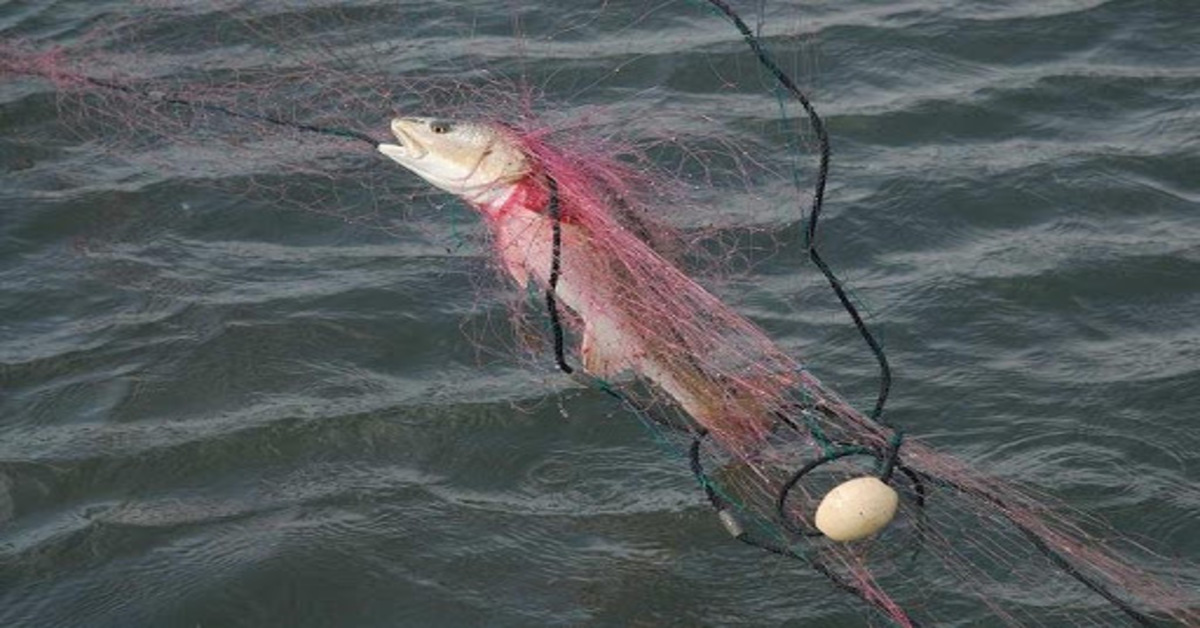 North Carolina's Gill Net Problem (And How We Can Fix It Together)