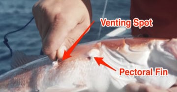 How to Vent Snapper, Grouper and Bottom Fish [w/ Capt. Dylan Hubbard]