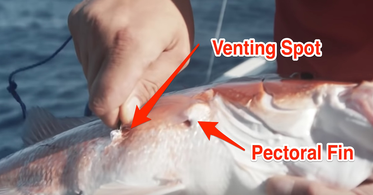 Venting Red Snapper