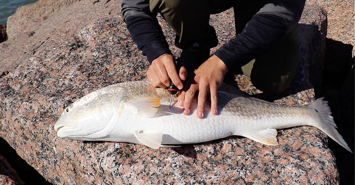 This Is How To Use A Vent Tool To Revive Bull Redfish