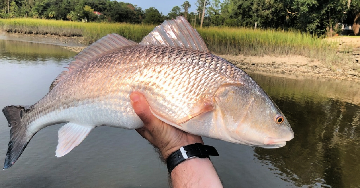 The Best Tactics For Wade Fishing Tidal Creeks (To Catch Inshore Slams)