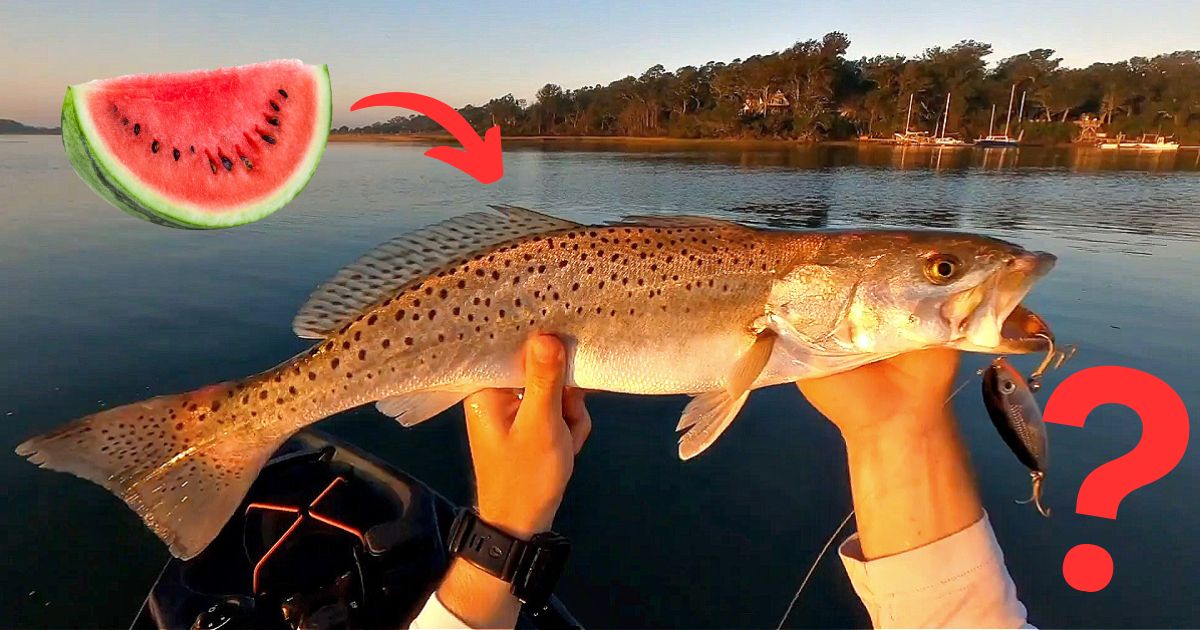 MYTH or FACT? Watermelon Smell Reveals Trout Honey Hole