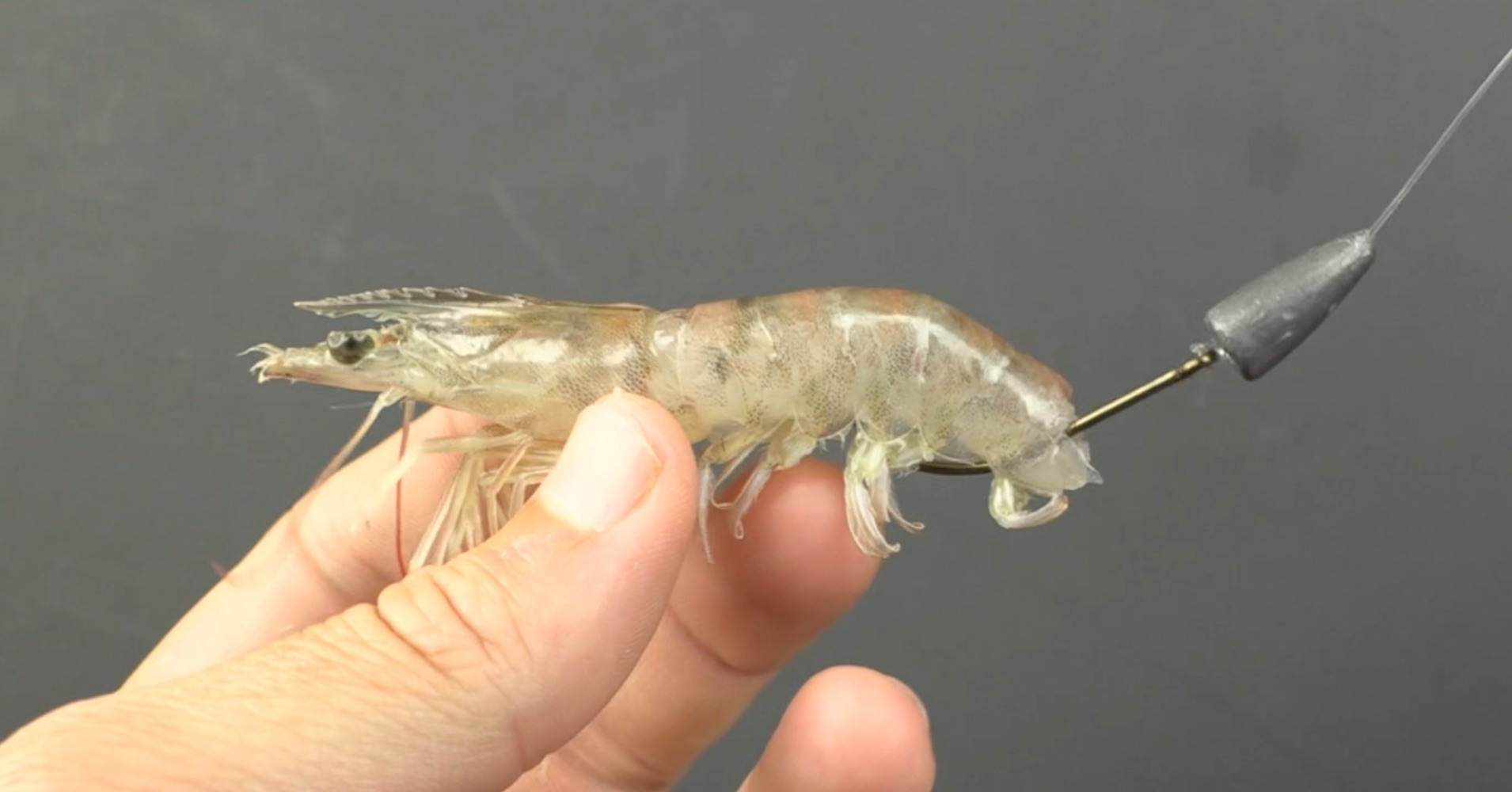 How To Make A Weedless Shrimp Rig [Quick & Easy Method]