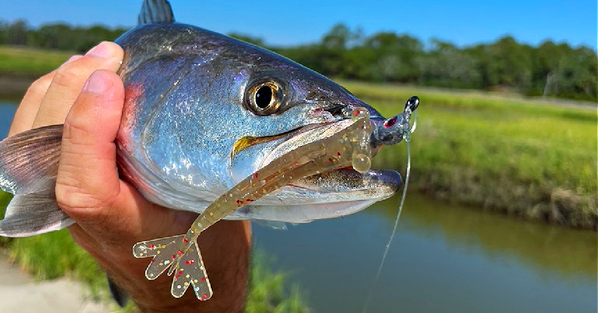 How To Retrieve Shrimp Lures In Shallow Water (To Catch Tons Of Trout)