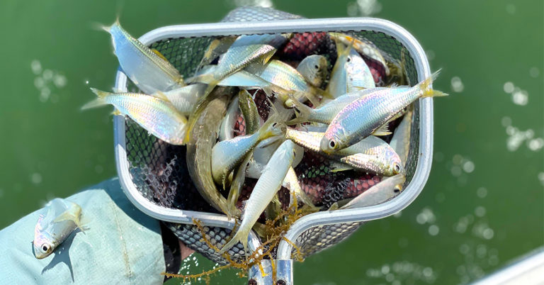 The Best Baitfish For Inshore Fishing & How To Match The Hatch