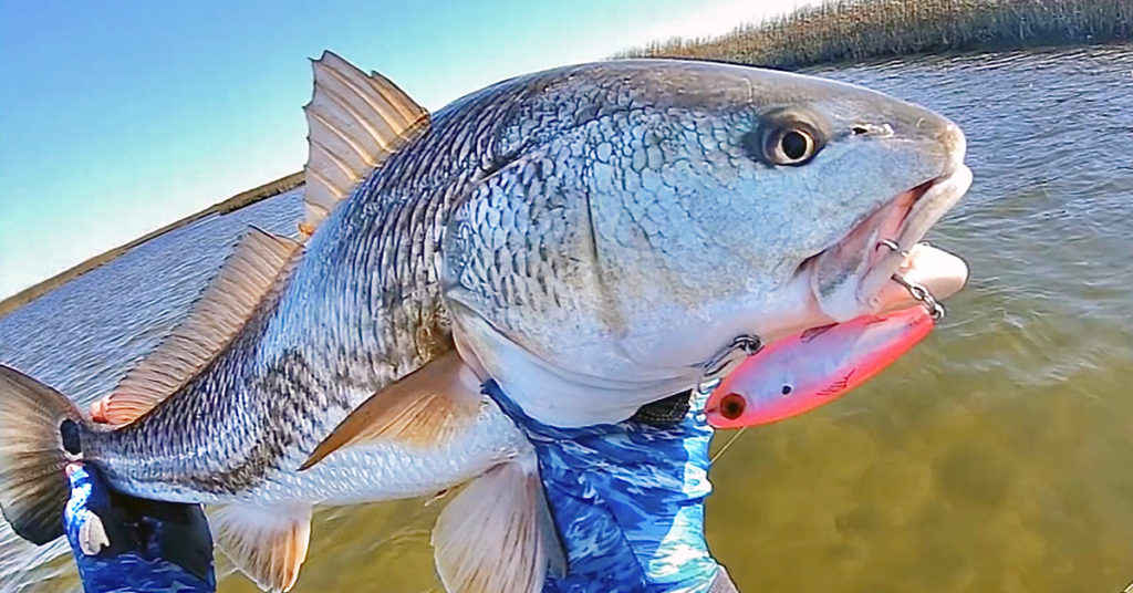 how to catch redfish in coastal creeks