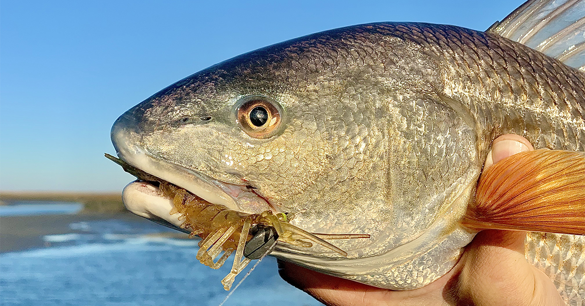 EASIEST Way To Catch Redfish In The Winter (Best Tide, Spots, & Lures)