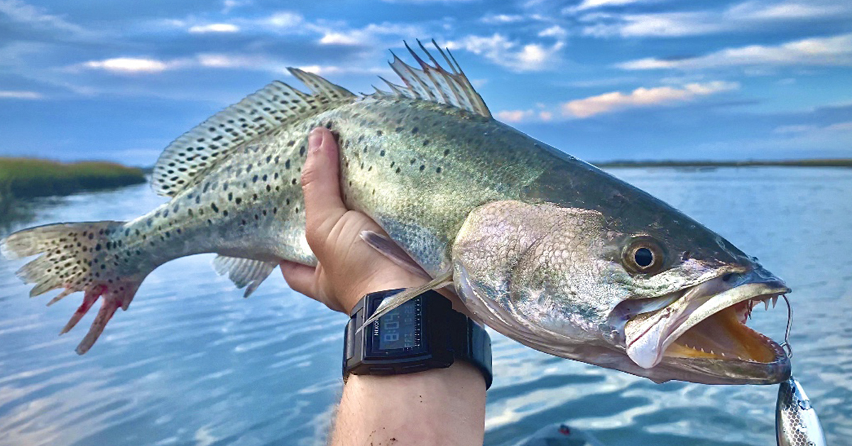 Top 3 SPOTS To Catch Big Speckled Trout In The Fall