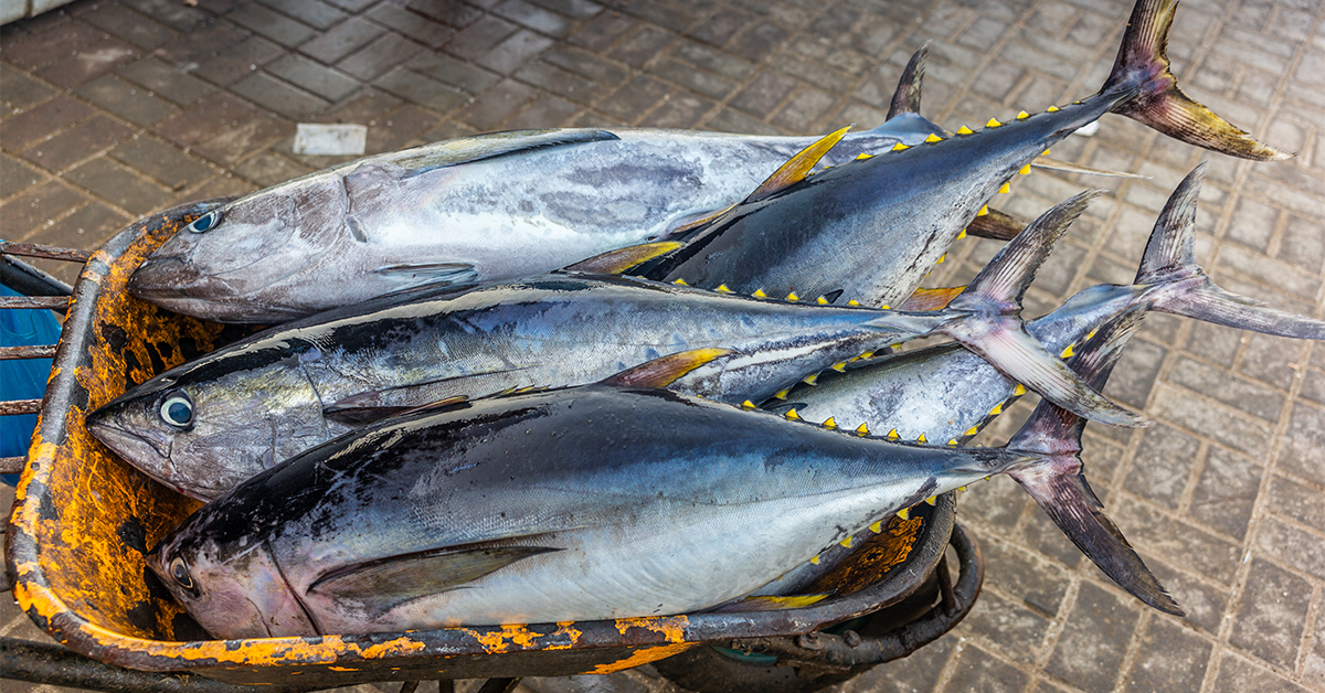 Pacific Coast Yellowfin Tuna Tips [Tips From Tuna Pros]